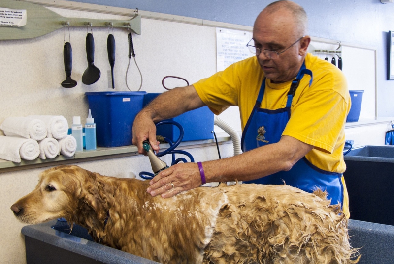 toiletteur-ST PIERRE-min_dog-bath-682169_1280